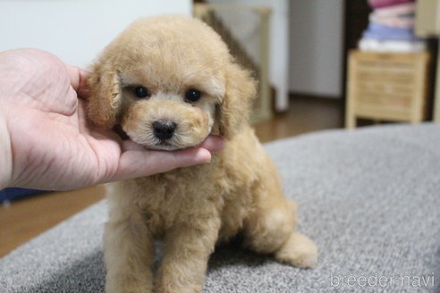 成約済の茨城県のトイプードル-328909の4枚目