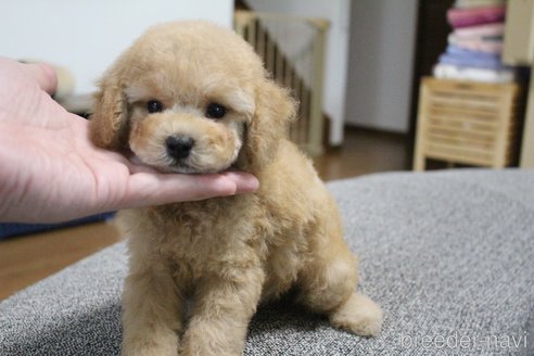 成約済の茨城県のトイプードル-328909の2枚目
