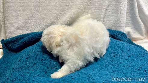 成約済の滋賀県のマルチーズ-327940の4枚目