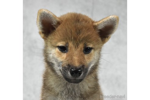 成約済の神奈川県の柴犬-328914の3枚目