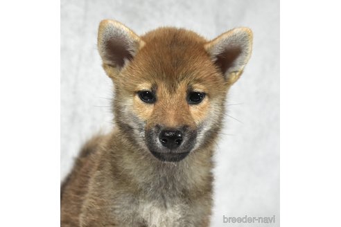 成約済の神奈川県の柴犬-328914の1枚目