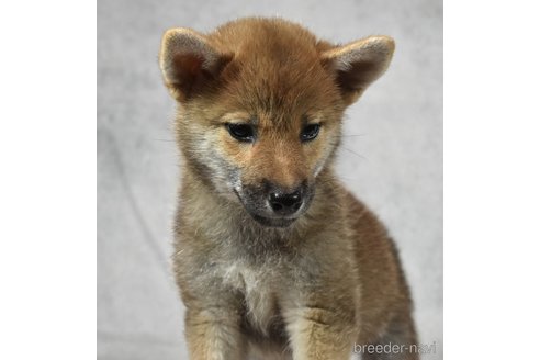 成約済の神奈川県の柴犬-328914の2枚目