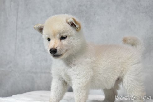成約済の神奈川県の柴犬-328915の3枚目