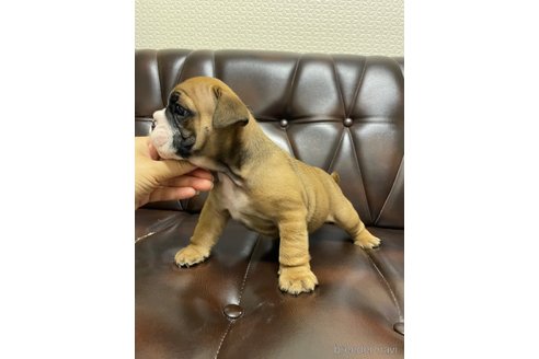 成約済の滋賀県のブルドッグ-323551の8枚目
