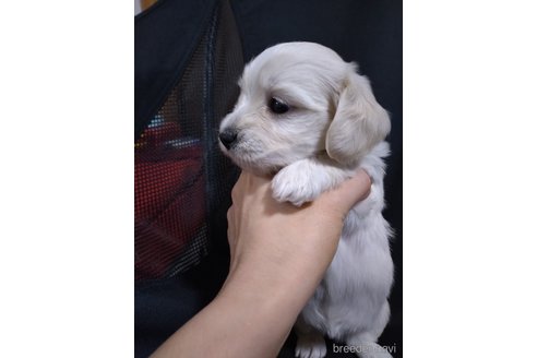 成約済の福岡県のマルックス:マルチーズ×ミニチュアダックスフンド-327025の11枚目