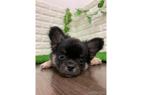 成約済の岡山県のチワワ(ロングコート)-327471の2枚目