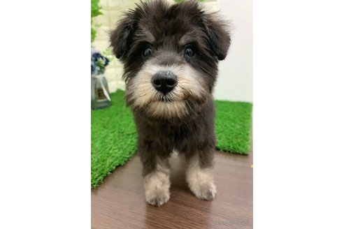 成約済の岡山県のミニチュアシュナウザー-326023の5枚目