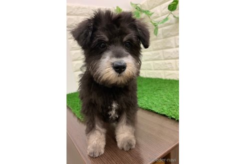 成約済の岡山県のミニチュアシュナウザー-326023の15枚目