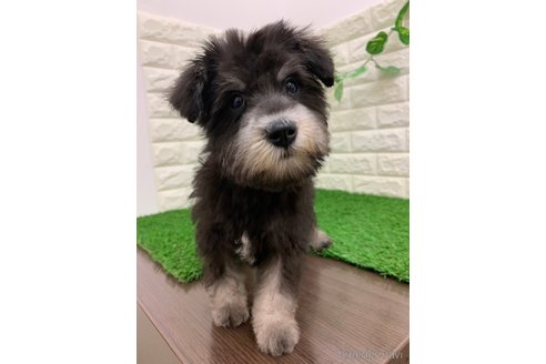 成約済の岡山県のミニチュアシュナウザー-326023の14枚目