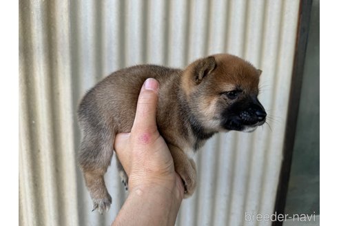 成約済の岡山県の豆柴-325918の4枚目