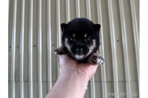 成約済の岡山県の豆柴-325915の3枚目