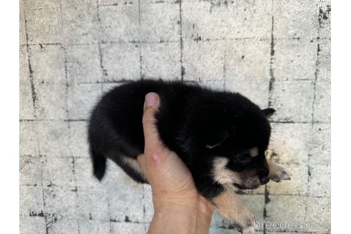 成約済の岡山県の豆柴-325915の4枚目