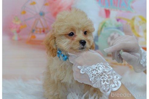 成約済の埼玉県のミックス犬-320152の57枚目
