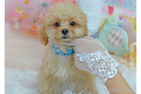成約済の埼玉県のミックス犬-320152の56枚目