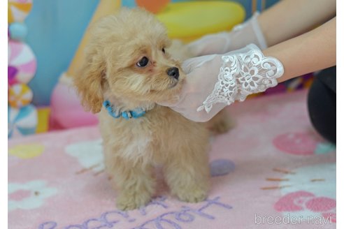 成約済の埼玉県のミックス犬-320152の55枚目