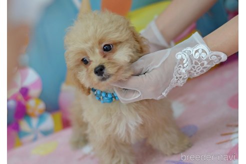 成約済の埼玉県のミックス犬-320152の54枚目