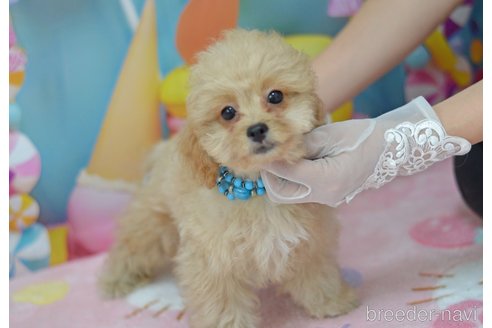 成約済の埼玉県のミックス犬-320152の53枚目