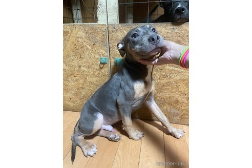 成約済の佐賀県のアメリカンピットブルテリア-300691の5枚目
