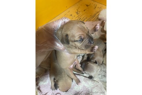 成約済の佐賀県のアメリカンピットブルテリア-322956の11枚目