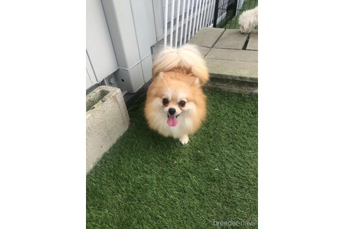 バンビちゃん1枚目