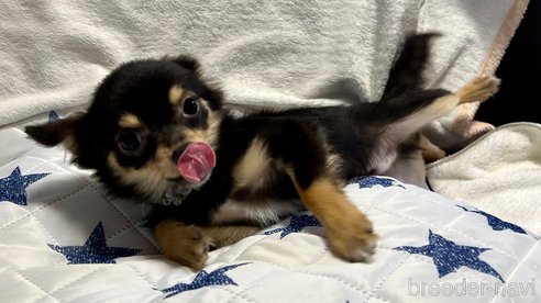 成約済の滋賀県のチワワ(ロングコート)-328936の3枚目