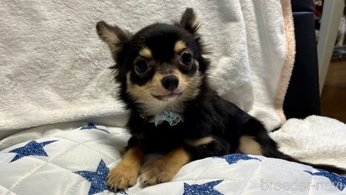 成約済の滋賀県のチワワ(ロングコート)-328936の1枚目