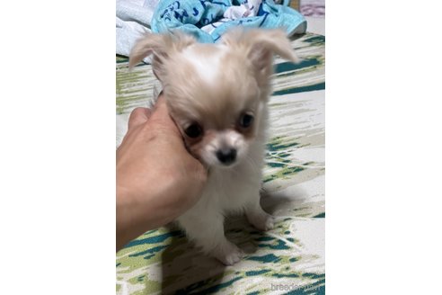 成約済の神奈川県のチワワ(ロングコート)-328939の7枚目