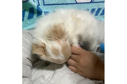 成約済の神奈川県のチワワ(ロングコート)-328939の8枚目