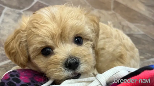 成約済の大阪府のミックス犬-326617の12枚目