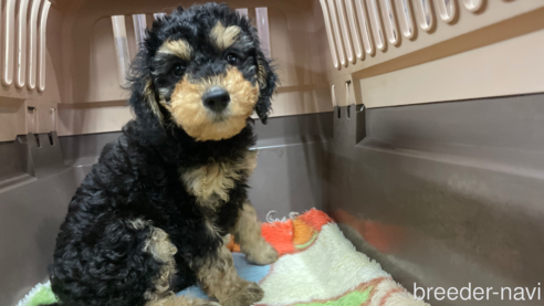 成約済の愛媛県のミックス犬-306530の3枚目
