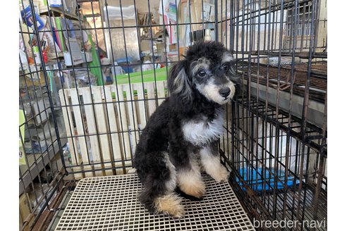 成約済の愛媛県のミックス犬-306530の2枚目