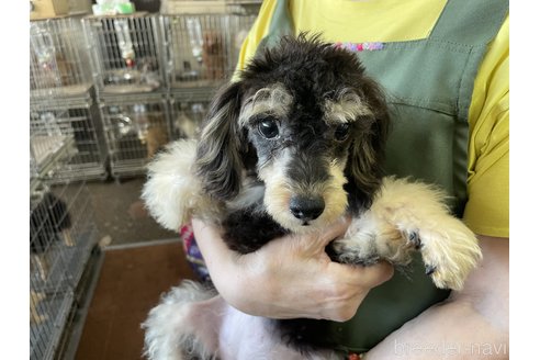 成約済の愛媛県のミックス犬-306530の1枚目