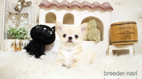 成約済の佐賀県のチワワ(ロングコート)-328965