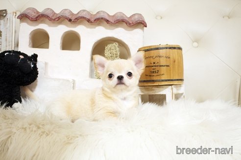 成約済の佐賀県のチワワ(ロングコート)-328965の5枚目