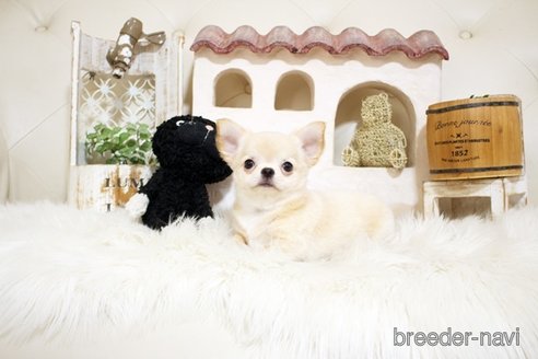 成約済の佐賀県のチワワ(ロングコート)-328965の4枚目