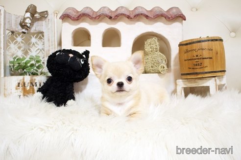 成約済の佐賀県のチワワ(ロングコート)-328965の3枚目