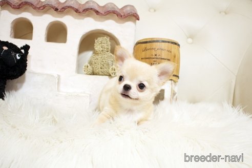 成約済の佐賀県のチワワ(ロングコート)-328965の2枚目