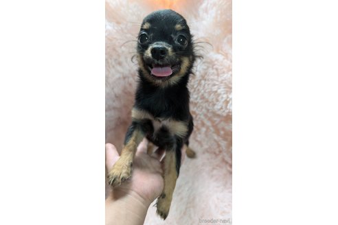 成約済の宮崎県のミックス犬-309568の4枚目