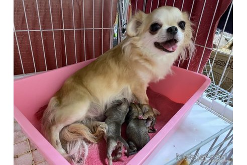 メメちゃん1枚目