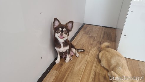 センちゃん1枚目