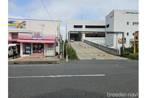 成約済の埼玉県のミニチュアシュナウザー-324090の2枚目