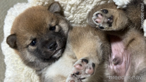 成約済の千葉県の柴犬-321819の1枚目