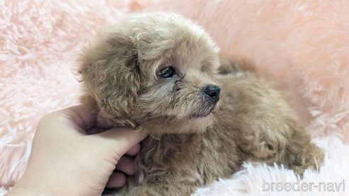 成約済の宮崎県のマルプー:マルチーズ×トイプードル-329081の3枚目