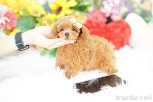 成約済の埼玉県のトイプードル-329083の4枚目