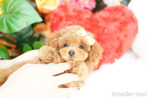 成約済の埼玉県のトイプードル-329083の3枚目