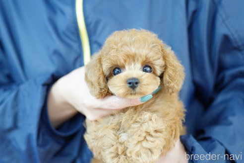 成約済の埼玉県のミックス犬-329088の4枚目