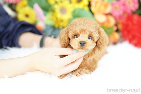 成約済の埼玉県のミックス犬-329088の3枚目