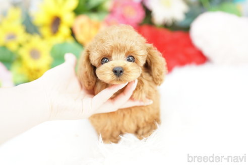 成約済の埼玉県のミックス犬-329088の2枚目