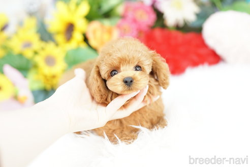 成約済の埼玉県のミックス犬-329088の1枚目