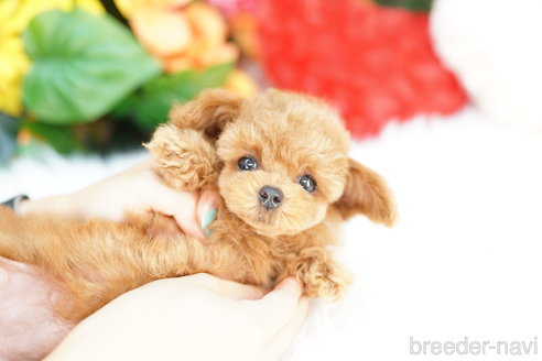 成約済の埼玉県のトイプードル-329094の3枚目